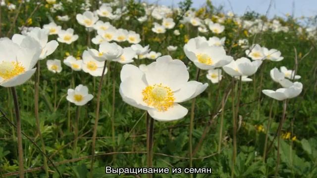 Анемоны — выращивание и уход в открытом грунте смотреть онлайн