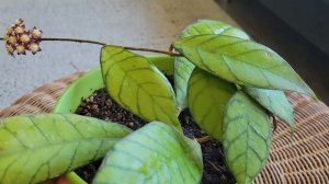 Хойя Калистофилла, уход и цветение! Hoya Callistipylla, blooming.