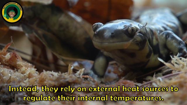 Slippery Salamanders || #video || Quick Facts смотреть онлайн