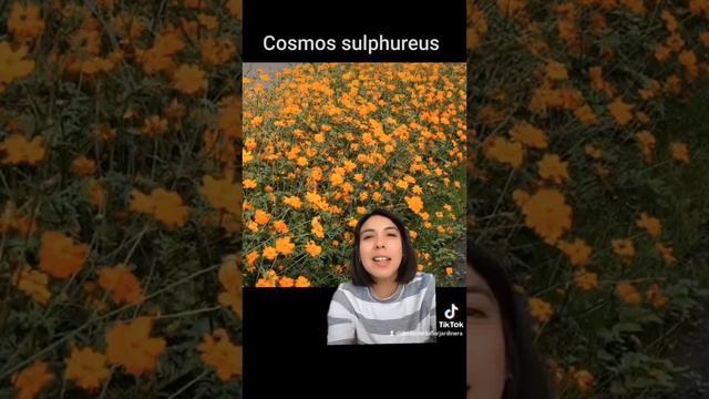 Flores nativas de Jalisco que puedes tener en tu jardín 🏡 #jardin #plantasnativas #flores смотреть онлайн