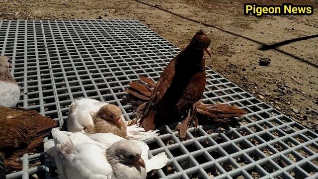 КАК ВЫГЛЯДЯТ ПТЕНЦЫ ГОЛУБЕИ РАЗНЫХ ПОРОД РАЗНЫХ ЦВЕТОВ