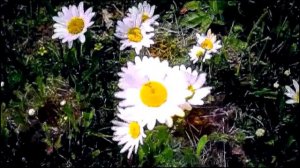 Назар = Спой мне девочка