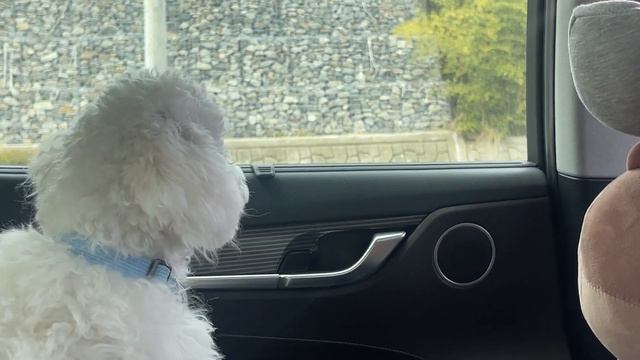 나의 첫 등산 브이로그, 진달래꽃과 함께 힐링해요 우리🌺 | WEEKEND VLOG | 3.25 SAT смотреть онлайн