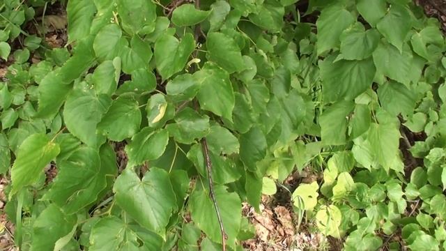 Итальянка на точке. Состояние акации. липы мелколистной на 29,05 смотреть онлайн