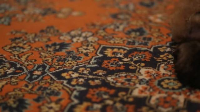 шпиц щенки примерно 2 недели смотреть онлайн