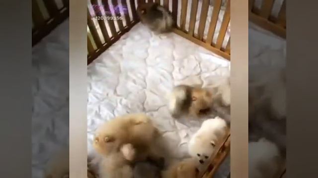 Милые видео с милыми животными смотреть онлайн