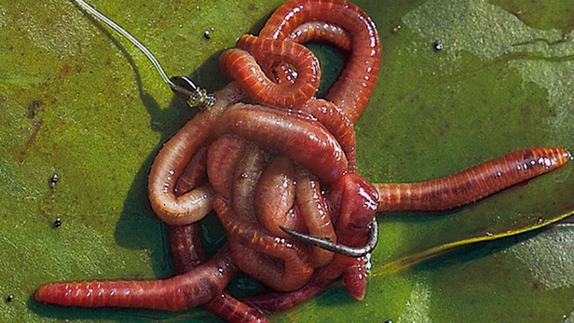 Как насадить на крючок мотыля, опарыша, червя. смотреть онлайн