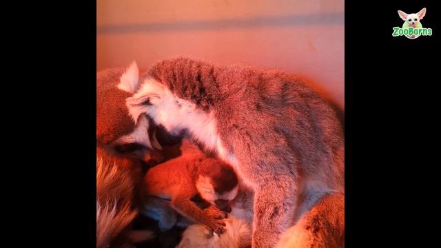 Ring-Tailed Lemur Baby Boom At Dubbo Zoo смотреть онлайн