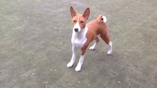 Басенджи атакует!!!