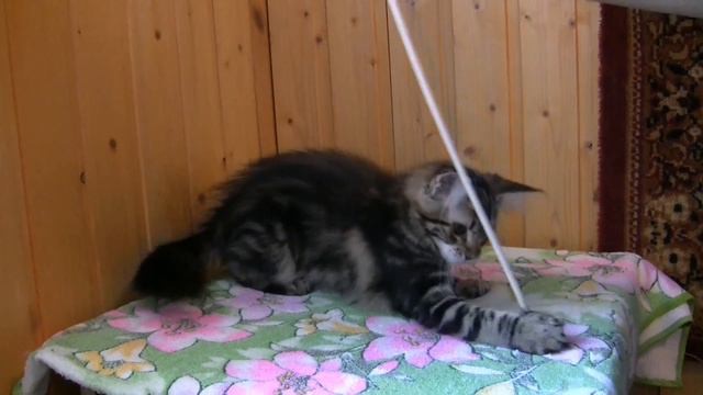 Kerry Oka Coon. 3 месяца смотреть онлайн