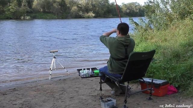 река ЛУГА КУРОВИЦЫ рыбалка с комфортом на фидер, конец лета смотреть онлайн