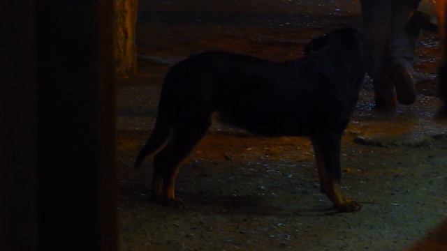 Собака мокнет зимой под проливным дождём рядом с газетным киоском "ВДВ". смотреть онлайн