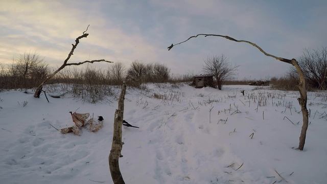 Фотоохота на приваде. Вороны, сороки и др. Photo hunting for bait. Crows, magpies. 照片追捕诱饵。 乌鸦，喜鹊等 смотреть онлайн