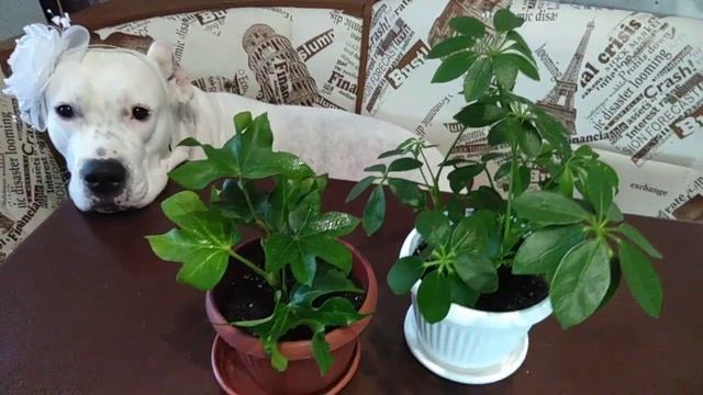 Эксперимент № 4 Шеффлера против фатсии. Выращивание растений семейства Аралиевые. День 5 6 смотреть онлайн