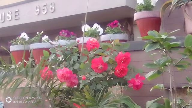 Flowers of Rose 🌹. HollyHocks Cineraria flowers. Petunia , Flowers of Leàf of Life Zakhmi Hayat . смотреть онлайн