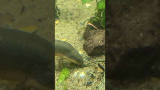 Сенегальский Полиптерус (polypterus Senegal) смотреть онлайн