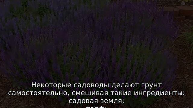 Сальвия — что это такое, как выглядит, посадка и уход