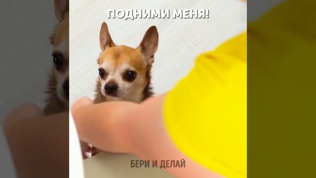 ПОТРЯСАЮЩИЕ ГАДЖЕТЫ И ЛАЙФХАКИ ДЛЯ ВАШИХ ОЧАРОВАТЕЛЬНЫХ ПИТОМЦЕВ смотреть онлайн