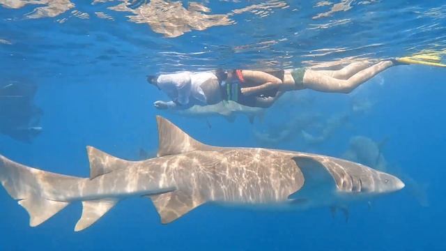 Купание с усатыми акулами-няньками. Мальдивы, 12/2021 смотреть онлайн