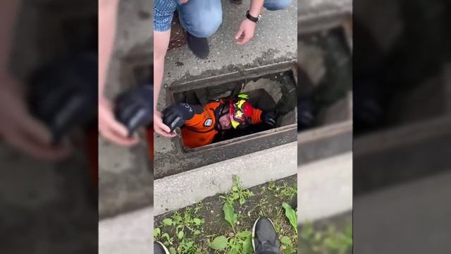 Спасатели достали утят из ливневки на Мичуринском проспекте смотреть онлайн