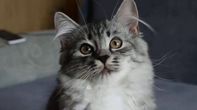 Чудесная сибирская кошечка смотреть онлайн