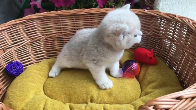 ???ЗОЛОТЫЕ КОТЯТА???БОЛЬШИЕ И МАЛЕНЬКИЕ?ЗОЛОТАЯ СЕМЬЯ??? смотреть онлайн