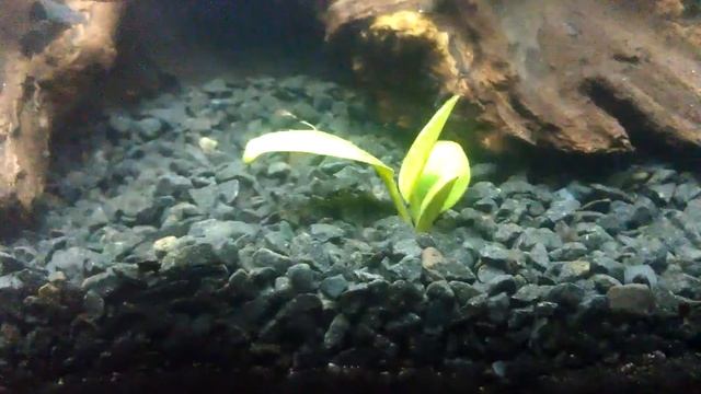 Светодиодное освещение аквариума. My DIY CO2 system. смотреть онлайн