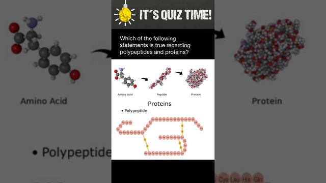 Polypeptides vs Proteins смотреть онлайн