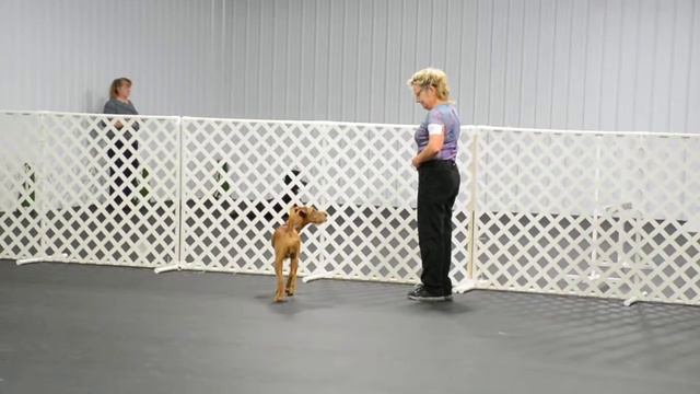 Irish Terrier In Obedience смотреть онлайн
