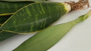 Шикарные САНСЕВИЕРИИ сортовые почтой сансевиерия пересадка полив тещин язык щучий хвост sansevieria