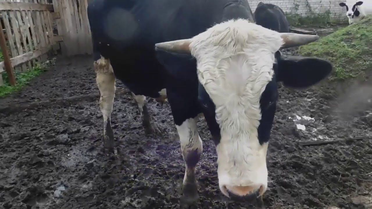 Обзор наших бычков.БЫК 1.5года смотреть онлайн