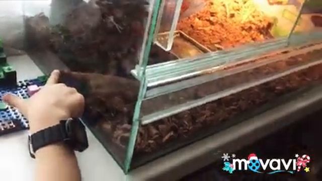 Террариум для ящериц смотреть онлайн