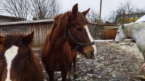 ЛОШАДИ/Помощники по хозяйству