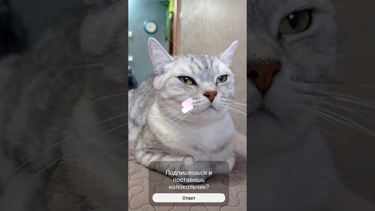 Милый котик #Shorts смотреть онлайн