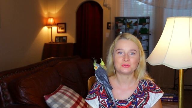 ЧТО ДЕЛАТЬ ЕСЛИ ВАША ПОПУГАИХА НЕСЕТ ЯЙЦА КАК ОСТАНОВИТЬ ПРОЦЕСС смотреть онлайн