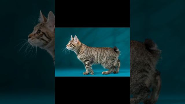 Эти котики появились в России🐱🎄☃️ смотреть онлайн