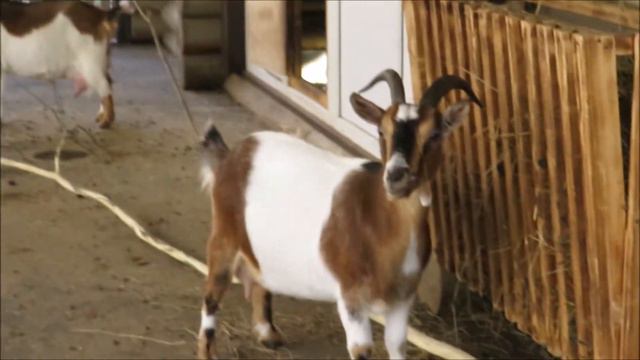 Камерунские козы и овечки 20.10.2021