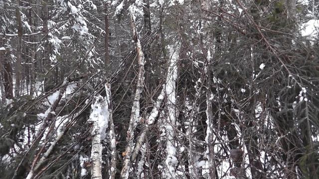 Строим укрытие. Ночевка зимой в лесу. Лыжный поход 2018 смотреть онлайн