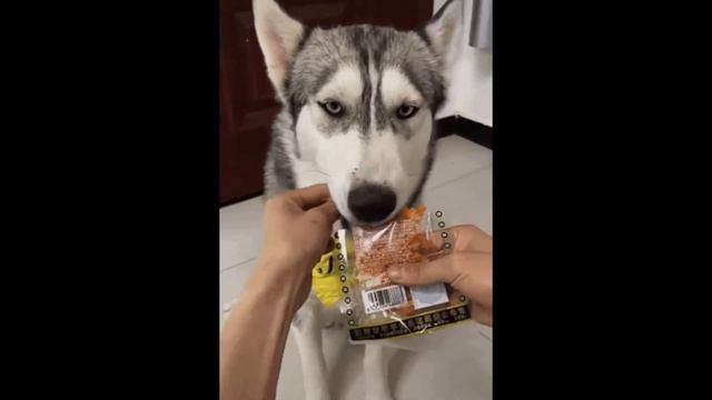 Смешные гифки. Смешные животные. Смешные видео Выпуск №1 смотреть онлайн