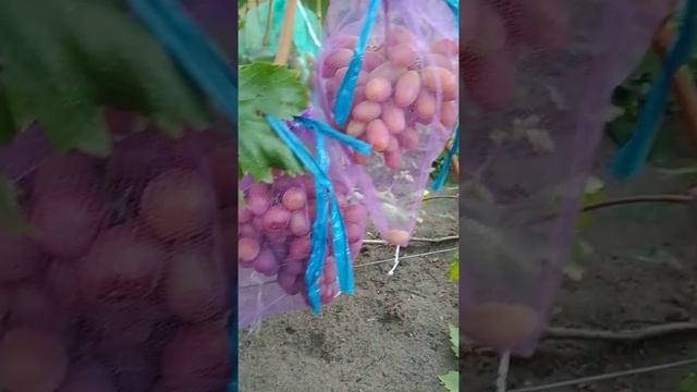 Виноград Васса. Воронеж. 14.08.19. смотреть онлайн