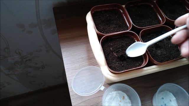 Сею замоченные семена баклажанов.На комнатном томате появились первые завязи. смотреть онлайн