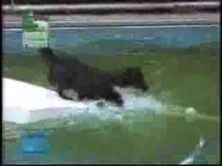 Фантастически умный пёс смотреть онлайн