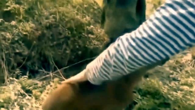 Маленький лосёнок увязался за охотниками смотреть онлайн