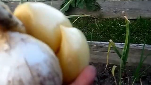 Чеснок живородящий смотреть онлайн