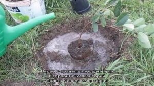 Сажаем иргу весной правильно