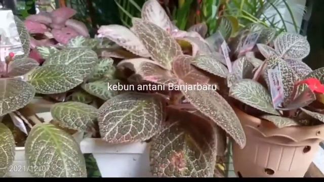 Episcia Busek, Cleopatra, Dkk