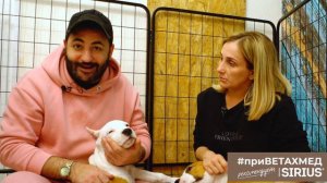 Секреты породы. Как вырастить амстаффа // #ПриВЕТАхмед