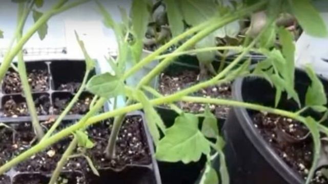 Как купить здоровую и крепкую рассаду?! смотреть онлайн