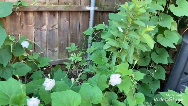 Garden Tour||Telugu Vlogs USA смотреть онлайн