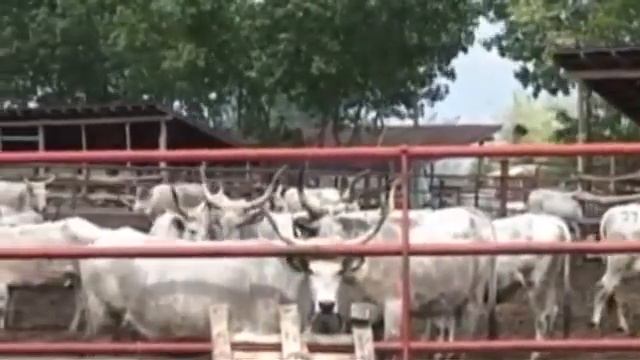 EMISIJA OTKOS 04 01 2020